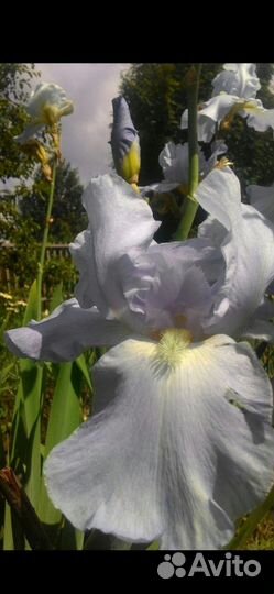 Ирисы бородатые сортовые