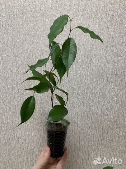 Фикус бенджамина