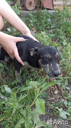 Щенок девочка