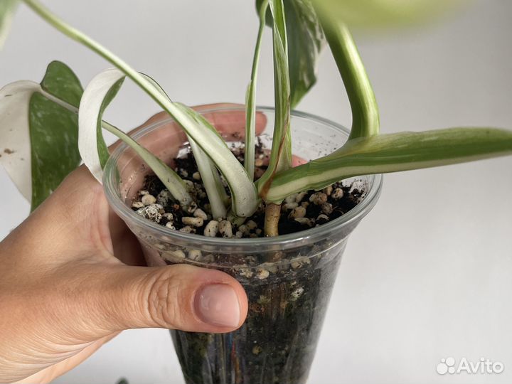 Монстера вариегатная альба