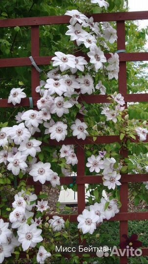 Клематисы саженцы