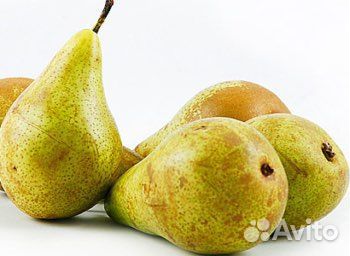 Саженцы груши Конференция