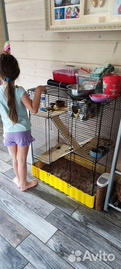 Крыски Дамбо с оборудованной клеткой и кормом