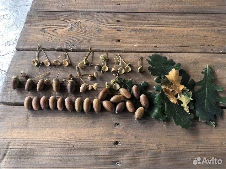 Желудь, желуди дуба для поделок