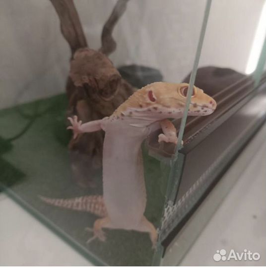 Геккон эублефар леопардовый