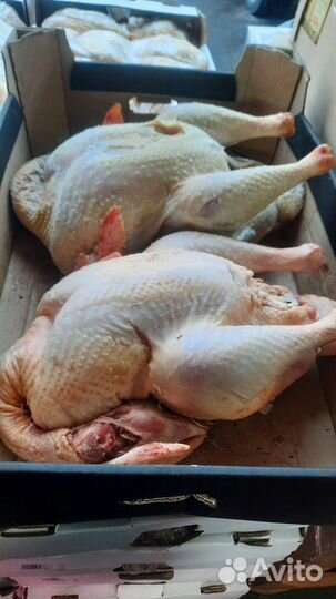 Индейка,куры,гуси,утки (домашняя мясо)