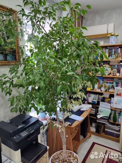 Фикус бенджамина двухцветный