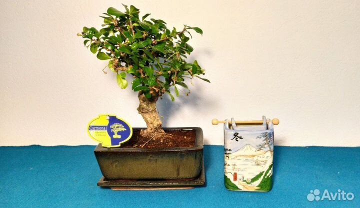 Бонсай цветущий