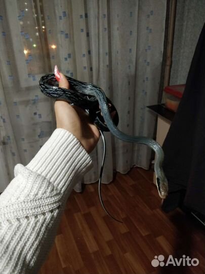 Тонкохвостый полоз змея