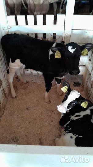 Отборные телята бычки с доставкой