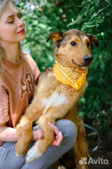 Хороший пес из приюта в поисках дома