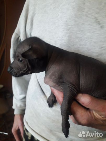 Голый малыш ксолоитцкуинтли