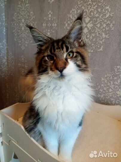 Котята мейн-кун