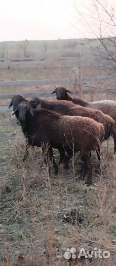 Бараны гиссарские