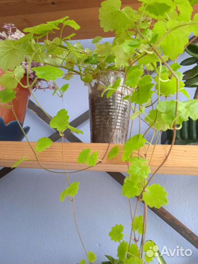 Ампельные растения