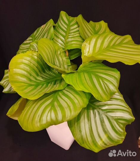 Калатея орбифолия