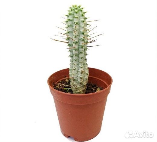 Молочай сосочковидный пестрый, Эуфорбия сосочковая