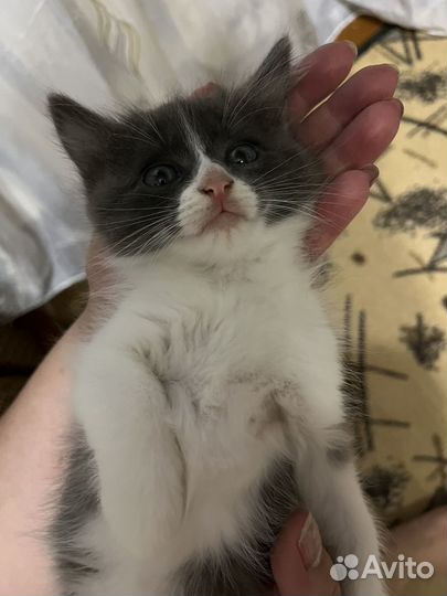 Котята в дар