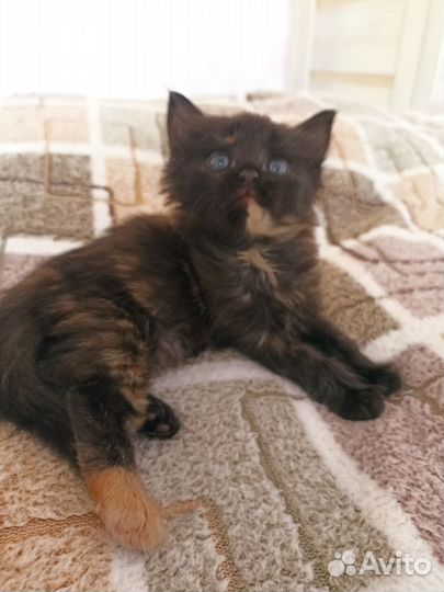 Котенок девочка 1,5 мес