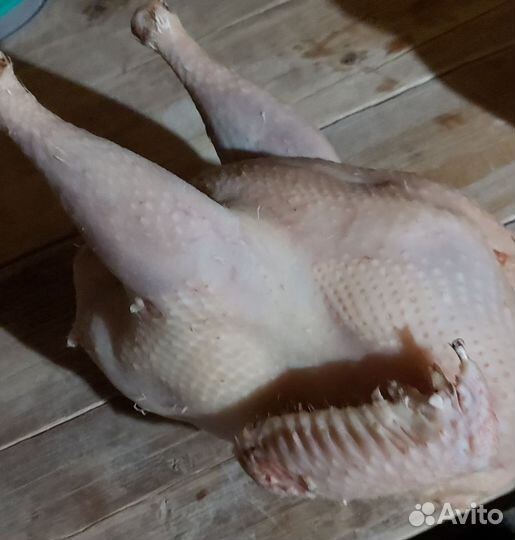 Мясо домашней индейки