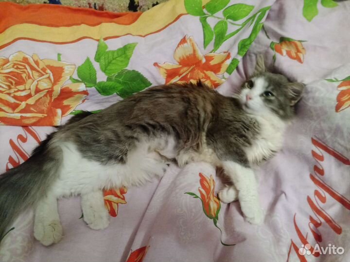 Кошка Василиса