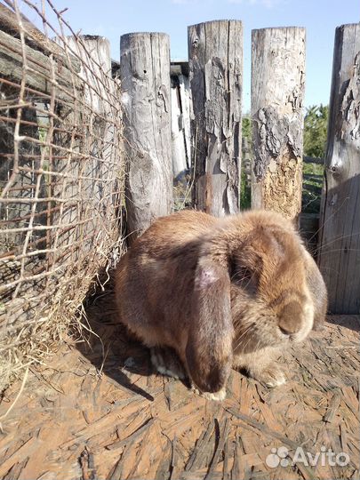 Кролики породы французский баран