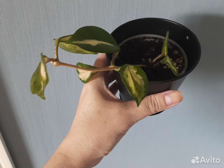 Хойя карноза триколор