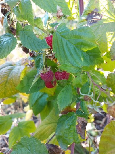 Участок 40 сот. (СНТ, ДНП)