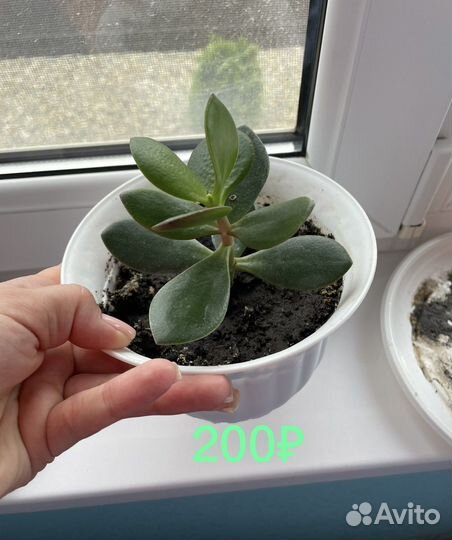 Крассула толстянка