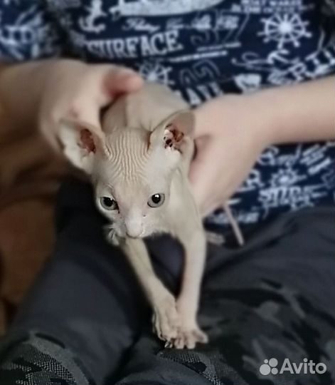 Канадский сфинкс