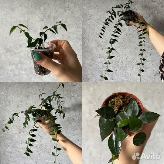 Хойя микс: белла, эскимо