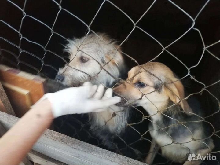 Андреевна ищет дом
