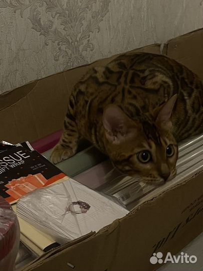 Бенгальский кот вязка