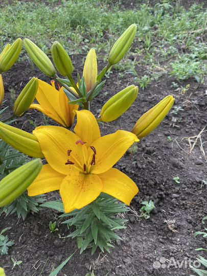 Лилия срез, луковица