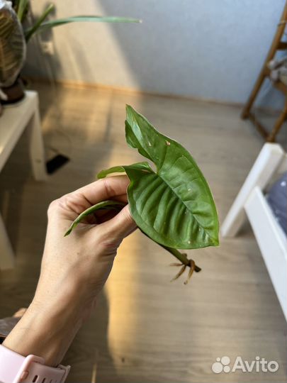 Сингониумы и филодендроны