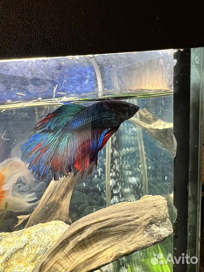 Рыбы Петушки и Курочки