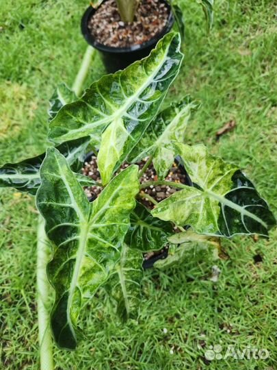 Алоказия Амазоника Вариегатная Сплешь