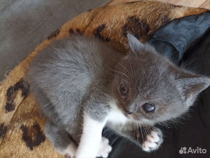 Британские котята