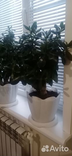 Крассула (толстянка)