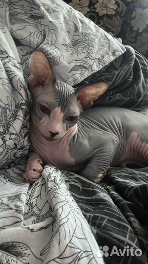 Донской сфинкс