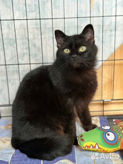 Короткошерстная кошка