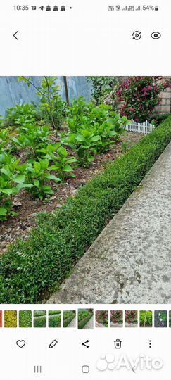 Саженцы жимолость декоративной