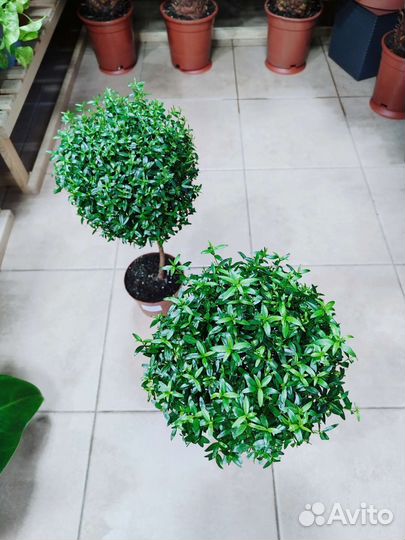 Мирт на штамбе