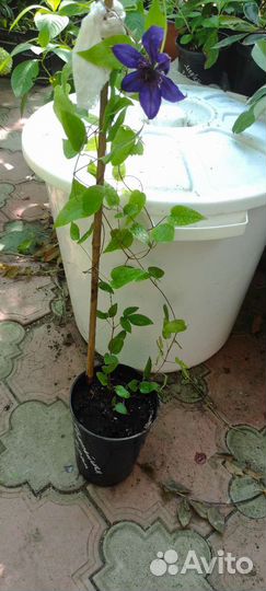 Клематис махровый Temptation