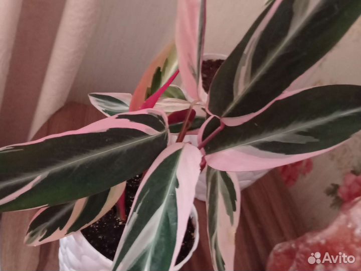 Строманта триколор