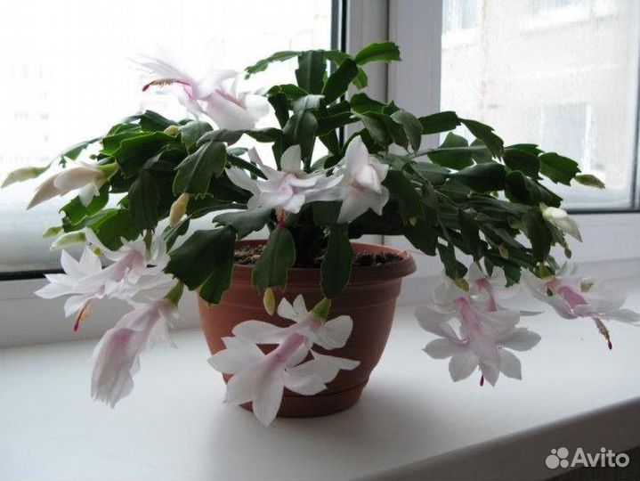 Детки белого декабриста, фиалки, алое вера и др