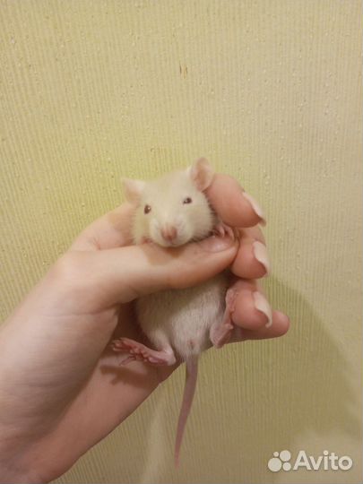 Крысята дамбо
