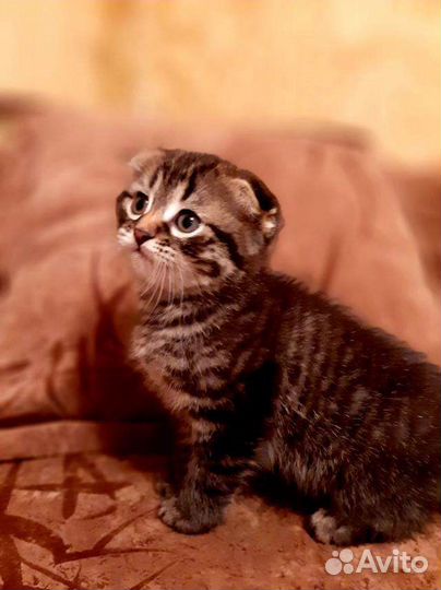 Шотландская вислоухая кошка