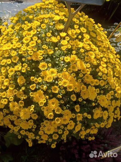 Хризантема в ассортименте