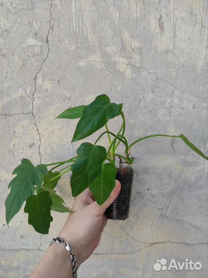 Сциндапсус эпипремнум